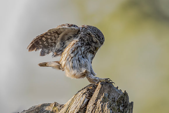 Steenuil, Little Owl, Groene Hart 2024