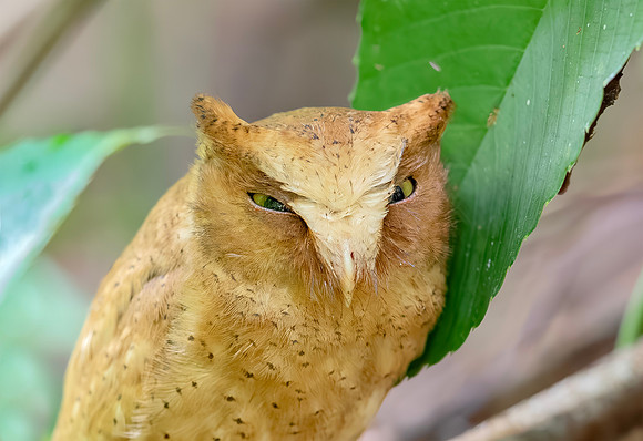 Serendib Scops Owl ♀, Sinharaja, Sri Lanka 2019,