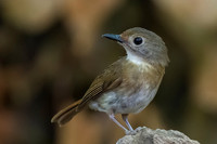 1 Fulvous-chested Jungle-flycatcher, Bali, Indonesia 2018