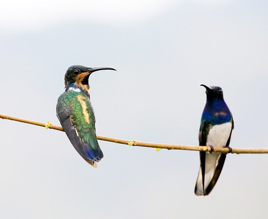 White-necked Jacobin imm & ad ♂, Colombia 2015