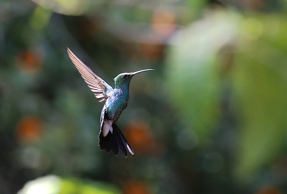 White-vented Plumeleteer, Colombia 2015