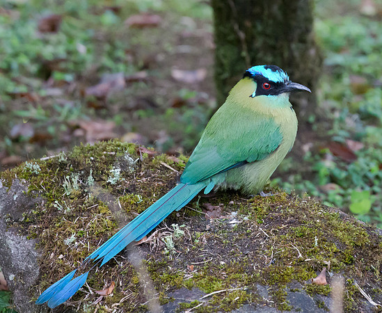 Highland Motmot, Peru 2015