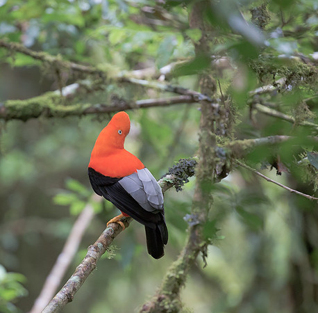 Andean Cock-of-the-Rock, Peru 2015