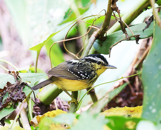 Yellow-breasted Antwarbler, Peru 2015