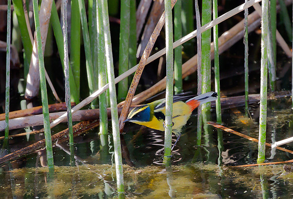 Many-colored Rush-Tyrant, Peru 2015