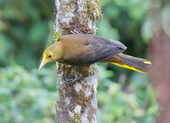 Russet-backed Oropendola, Peru, 2015