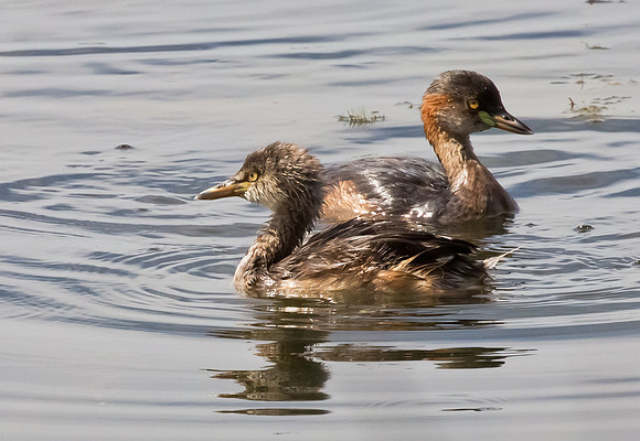 Australasian Grebe ad, juv, NT 2016