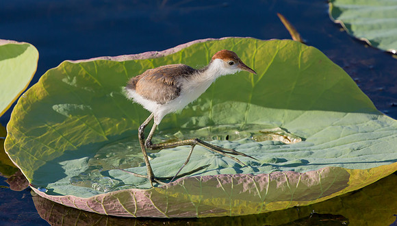 Comb-crested Jacana juv, NT 2016