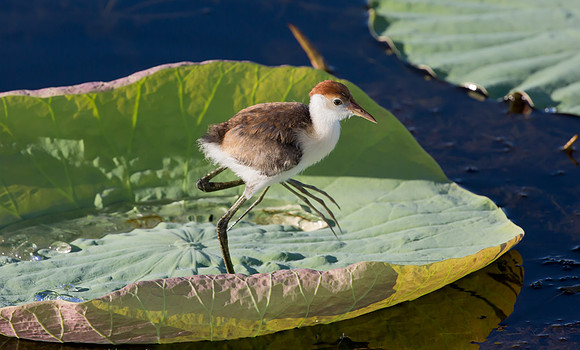 Comb-crested Jacana juv, NT 2016