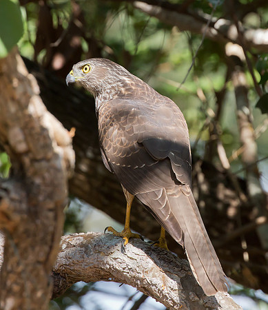 Brown Goshawk imm, Australia, NT 2016