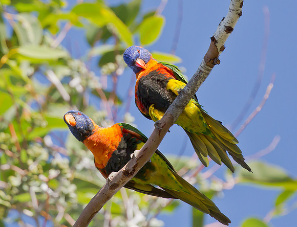 Red-collared Lorikeet ♂ ♀, NT 2016