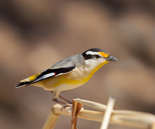 Striated Pardalote, Australia NT 2016