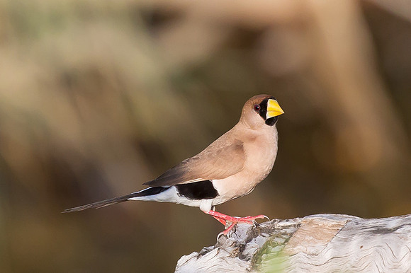 Masked Finch, NT 2016