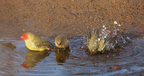 Starfinch ♂, juv,♀, WA 2016