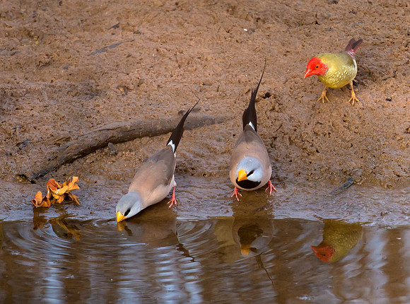 Starfinch, Long-tailed Finch, WA 2016