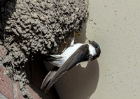 Huiszwaluw, House Martin, Kortrijk 2024