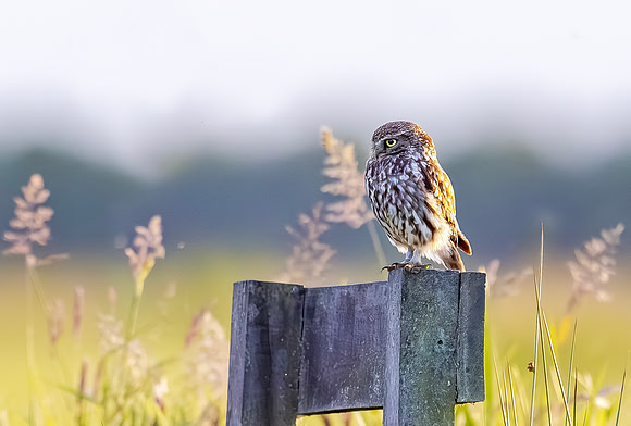 Steenuil, Little Owl, Groene Hart 2025