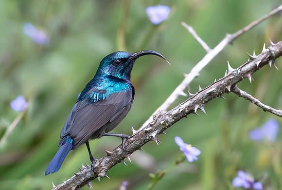 Loten's Sunbird ♂ , Pittapola, Sri Lanka 2019