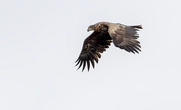 Zeearend juv, Sea Eagle, Marker Wadden 2024