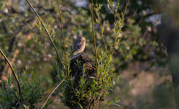Steenuil, Little Owl, Groene Hart, Nederland 2024