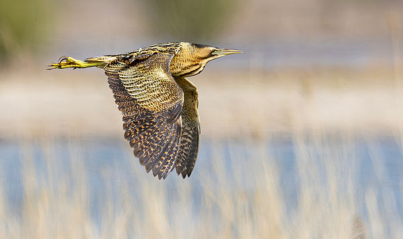 Roerdomp, Eurasian Bittern, Marker Wadden 2024