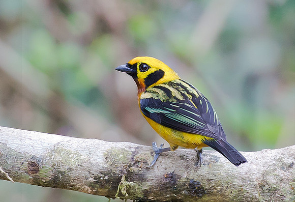 Golden Tanager, Peru 2015