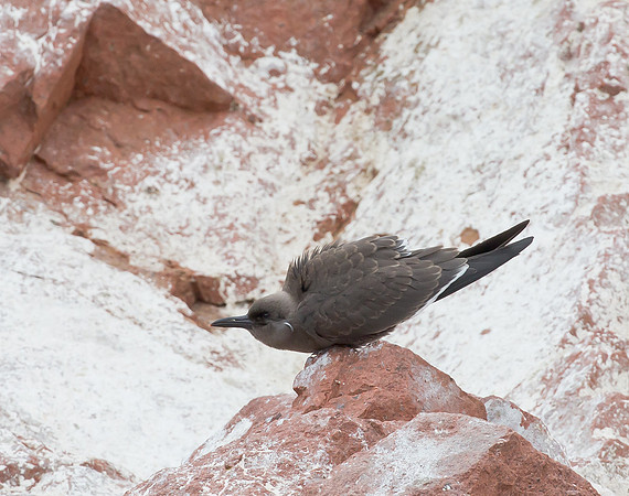 Inca Tern imm, Peru 2015