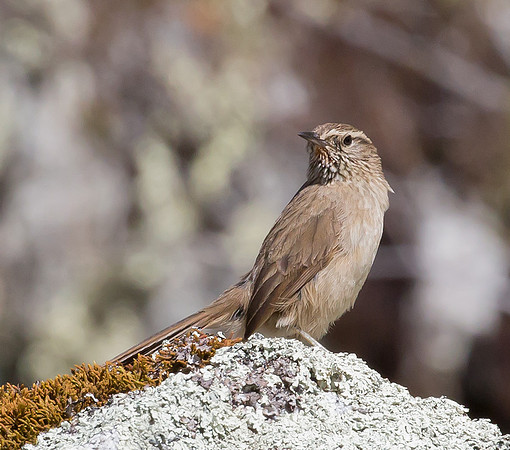 Streak-throated Canastero, Peru 2015
