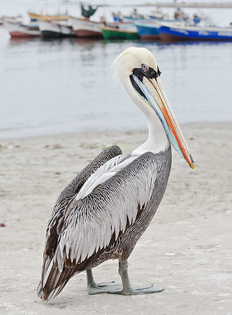 Peruvian Pelican, Peru 2015