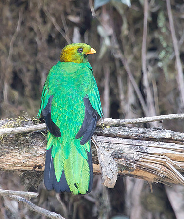 Golden-headed Quetzal ♂, Peru 2014