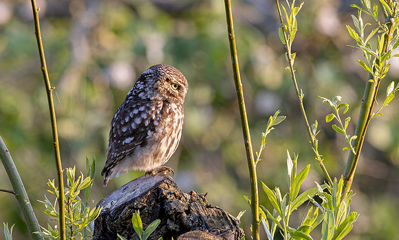 Steenuil, Little Owl, Groene Hart, Nederland 2024