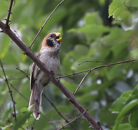 Spot-breasted Parrotbill, Sichuan, China 2017