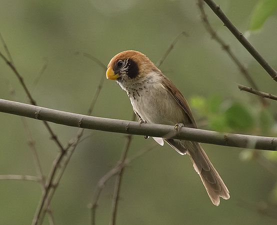 Spot-breasted Parrotbill, Sichuan 2017