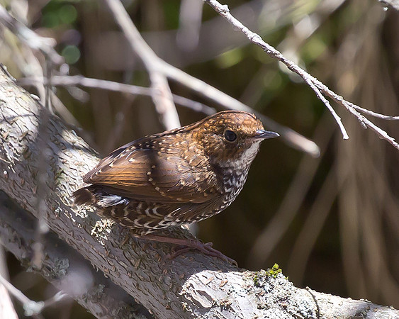 Scaly-breasted Cupwing, Sichuan, China 2017