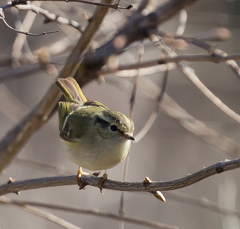 Sichuan Leaf-warbler, Sichuan, China 2017