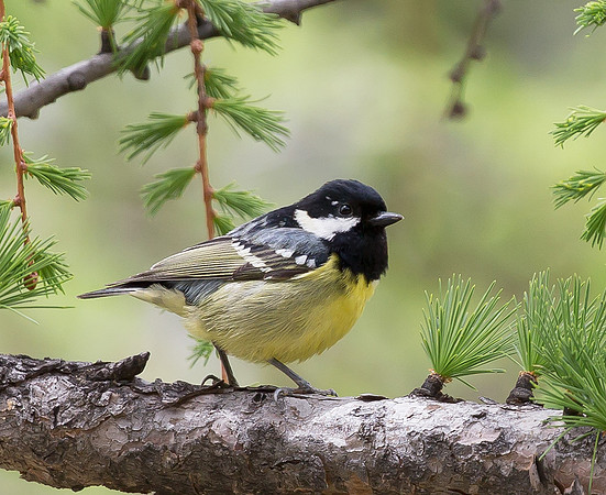 Yellow-bellied Tit, Sichuan 2017