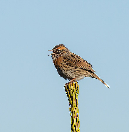 Rufous-breasted Accentor, Sichuan 2017