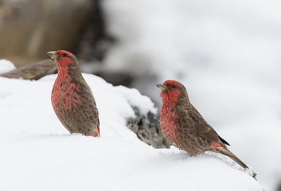 Red-fronted Rosefinch ♂, Sichuan, China 2017