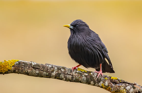 Zwarte Spreeuw, Sportless Starling, Campo Lugar, Spain 2019