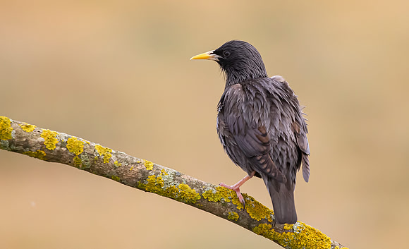 Zwarte Spreeuw, Sportless Starling, Campo Lugar, Spain 2019