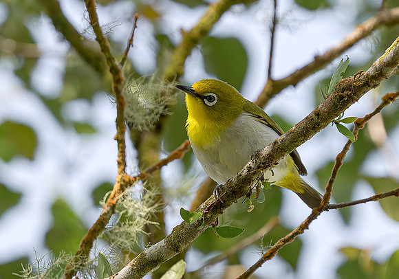 Mountain White-eye, Tomohon, Sulawesi 2018