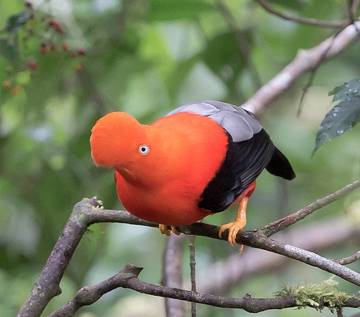 Andean Cock-of-the-Rock, Peru 2015