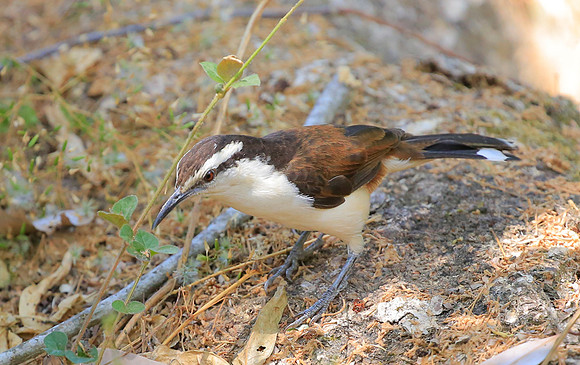 Bicolored Wren, Colombia 2015