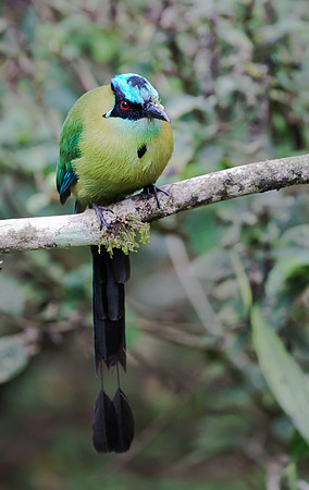 Highland Motmot, Peru 2015