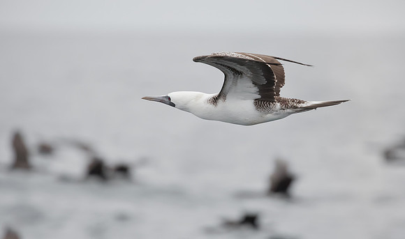 Peruvian Booby, Peru 2015