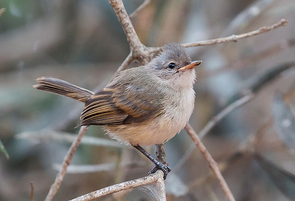 Southern Beardless Tyrannulet juv, Peru 2015