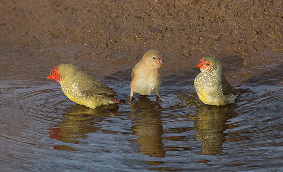 Starfinch ♂, juv,♀, WA 2016