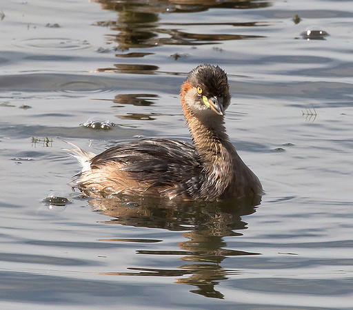 Australasian Grebe, NT 2016