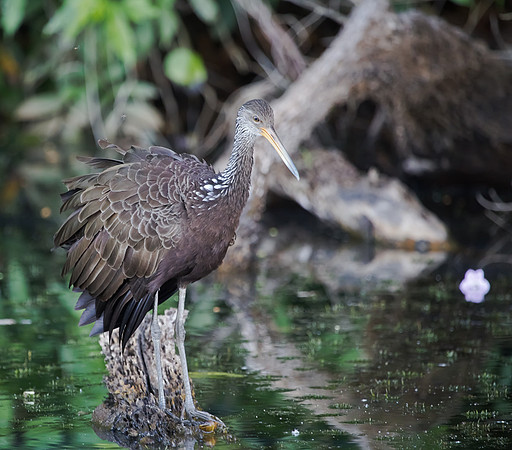 Limpkin, Peru 2014
