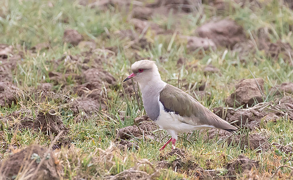 Andean Lapwing, Peru 2015